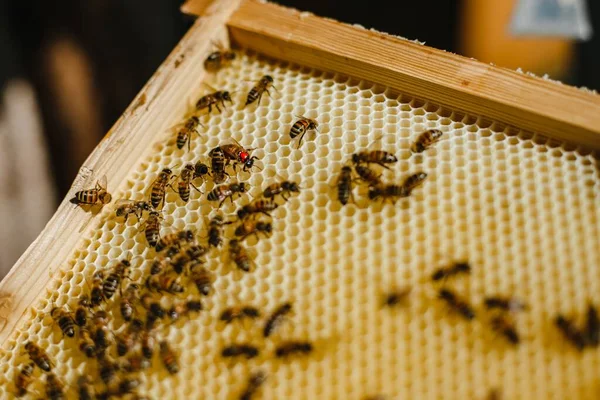 Eine Großaufnahme Von Bienen Auf Einer Wabe — Stockfoto