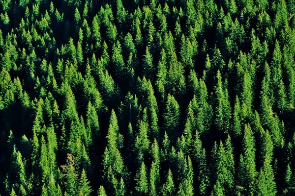 High Angle Shot Beautiful Green Pine Trees Hill Captured Warm — Stock Photo, Image