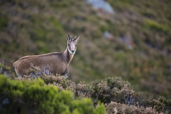 Gros Plan Chamois Dans Les Montagnes Été — Photo