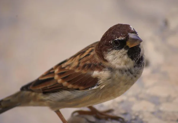 Eine Großaufnahme Von Einem Spatz Der Auf Dem Boden Steht — Stockfoto