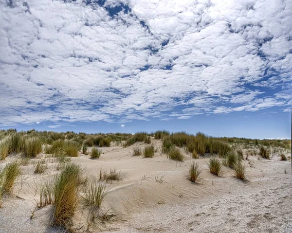 Een Uitzicht Van Grassen Een Woestijn Veld Onder Een Bewolkte — Stockfoto