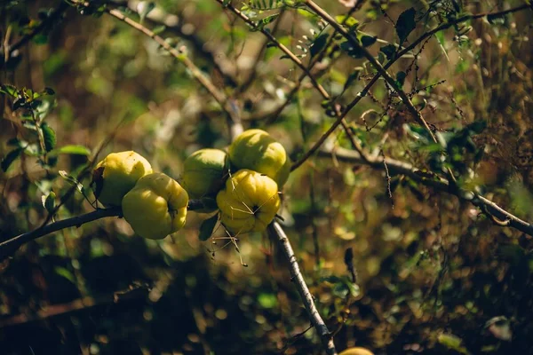Detailní Záběr Ovoce Quince Větvích Stromů Rozmazaným Pozadím — Stock fotografie