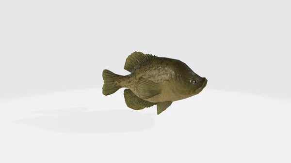 白い背景に魚の3Dレンダリングのイラスト — ストック写真