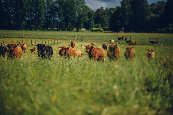 Uma Manada Vacas Pastando Campo Verde — Fotografia de Stock