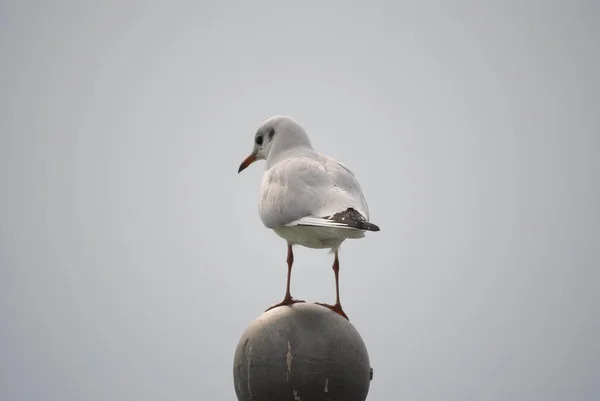 Gri Bir Arkaplanda Yuvarlak Bir Taş Heykel Üzerinde Duran Bir — Stok fotoğraf