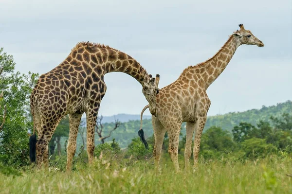 Plan Rapproché Deux Girafes Marchant Dans Champ Vert Pendant Journée — Photo
