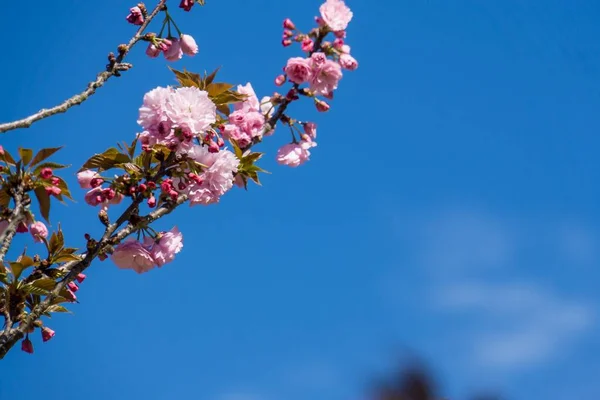 Gros Plan Angle Bas Fleurs Roses Fleurs Sur Des Branches — Photo
