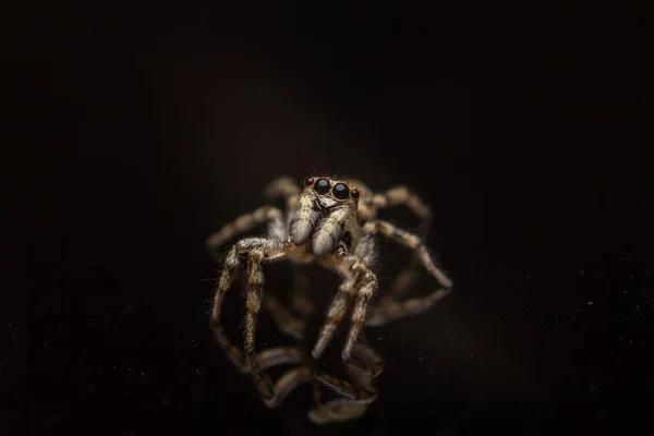 Eine Hochwinkelaufnahme Einer Gruseligen Salticidae Springende Spinne Auf Einer Schwarzen — Stockfoto