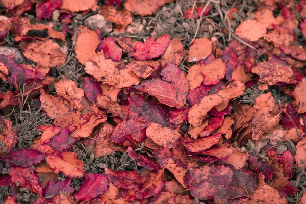 Closeup Shot Autumnal Ground Lots Fallen Leaves — Stock Photo, Image