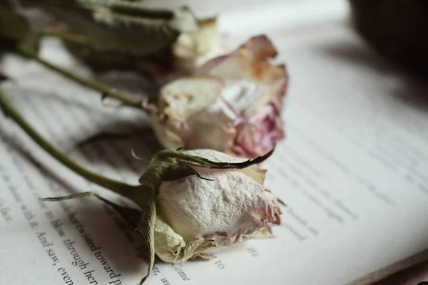 Eine Nahaufnahme Von Trockenen Rosen Auf Einem Offenen Bock Auf — Stockfoto