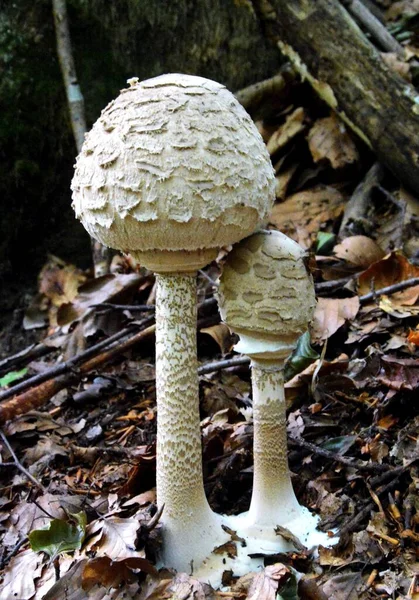Közelkép Egy Gombáról Erdőben — Stock Fotó