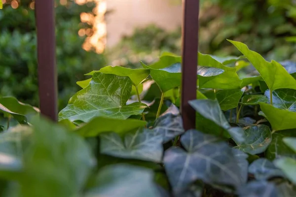 Närbild Färska Gröna Blad Dagtid — Stockfoto