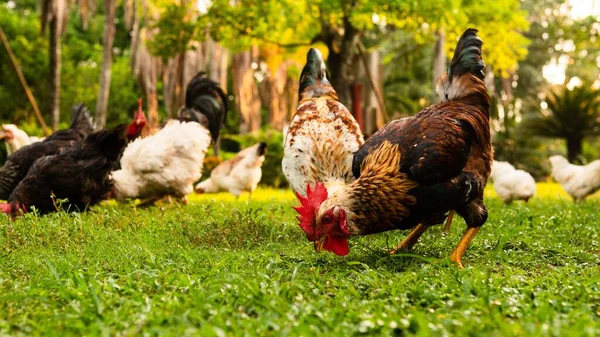 Closeup View Roosters Hens Eating Grass Covered Field Farm Sunny — Stock Photo, Image