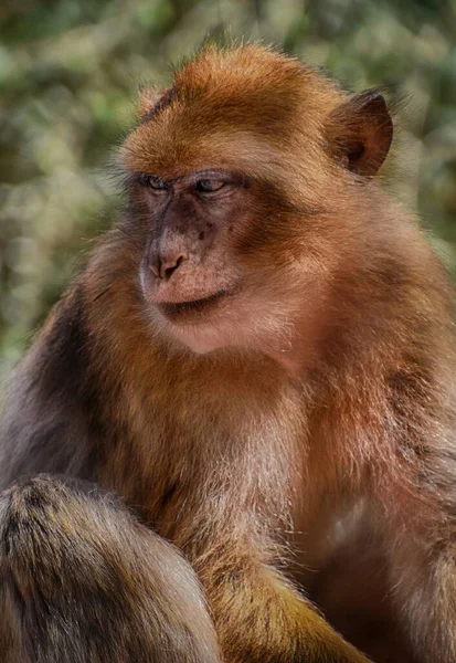 在森林中对狒狒垂直拍摄的选择性镜头 — 图库照片