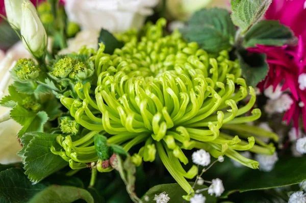 Green spider mum fotos de stock, imágenes de Green spider mum sin royalties | Depositphotos Green spider mum fotos de stock, imágenes de Green spider mum sin royalties | Depositphotos