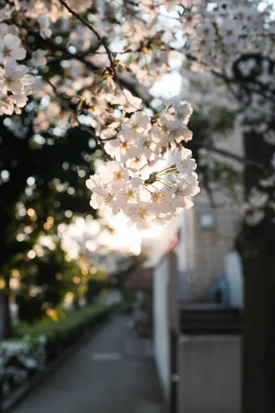 在阳光灿烂的日子里 树上挂着一朵美丽的白花 这是一张垂直的照片 — 图库照片