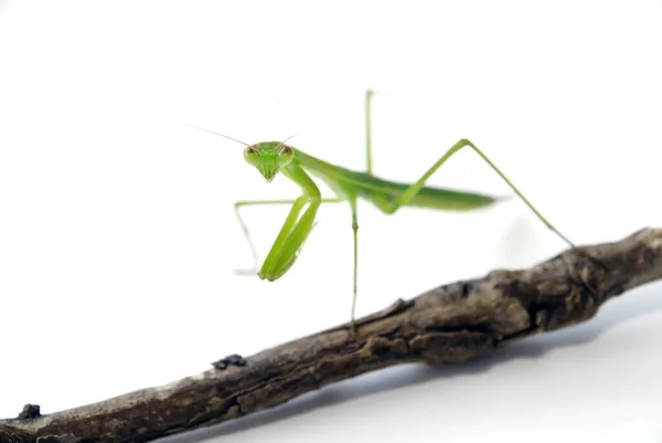 Una Vista Ravvicinata Insetto Praying Mantis Bastone Legno Uno Sfondo — Foto Stock