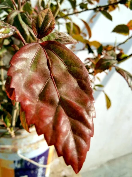 小さな植物の赤い葉の垂直閉鎖ショット — ストック写真