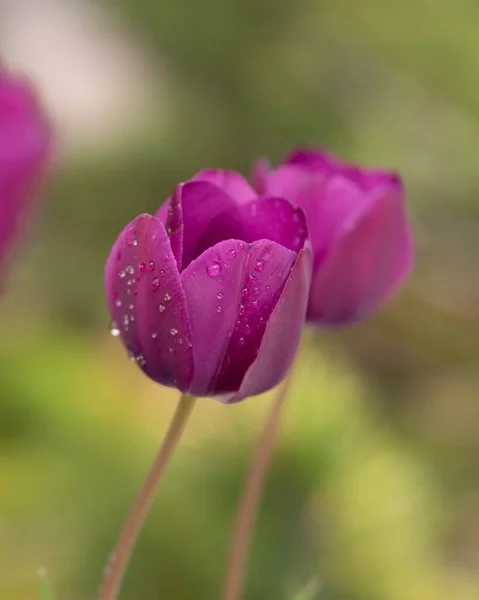 Purple Tulip Flowers Field — Stock Photo, Image