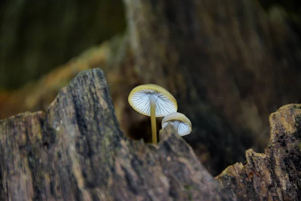 Een Close Shot Van Anmillaria Mellea Paddestoel Die Groeit Het — Stockfoto