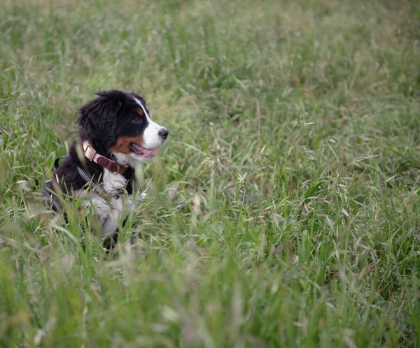 Bir Bernese Dağ Köpeği Tarlada Tek Başına Oturur — Stok fotoğraf