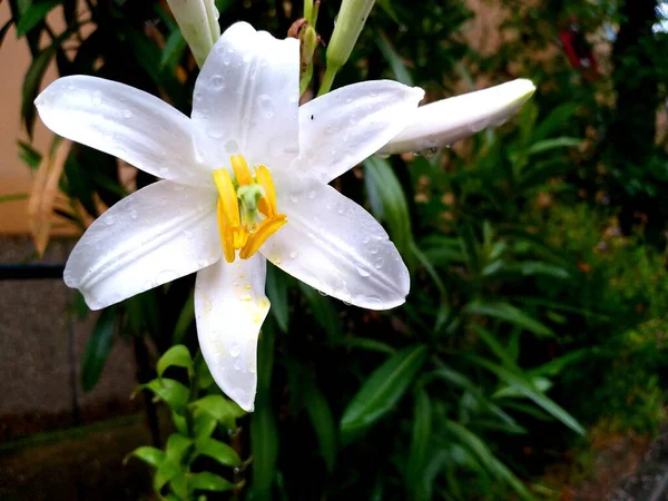 Bahçedeki Beyaz Zambak Çiçeği — Stok fotoğraf