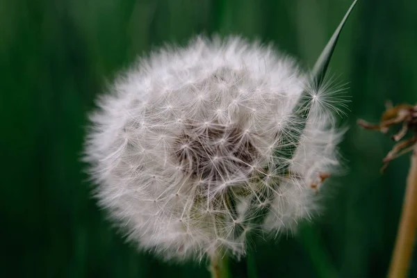 Makro Záběr Načechrané Bílé Pampelišky Rozmazaným Zeleným Pozadím — Stock fotografie