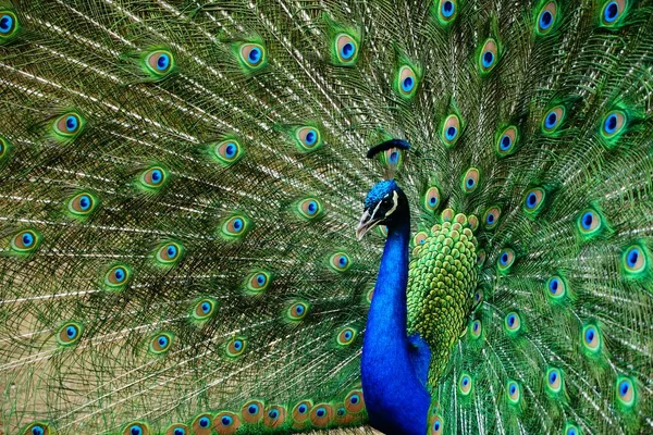 Close Belo Tiro Pavão Com Cauda Aberta — Fotografia de Stock