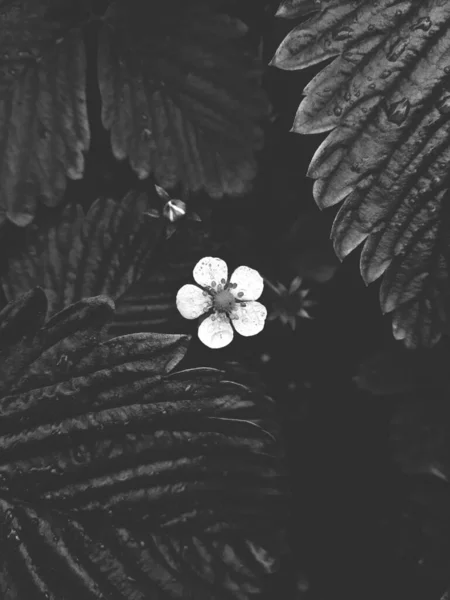 Eine Vertikale Graustufenaufnahme Einer Kleinen Weißen Blume Umgeben Von Schönen — Stockfoto