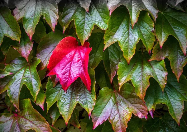 秋の木の葉のクローズアップ — ストック写真