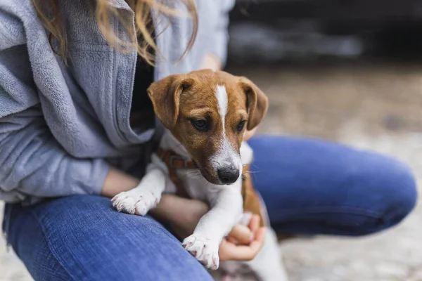 Close Uma Pessoa Abraçando Pequeno Jack Russell Terrier Sob Luz — Fotografia de Stock
