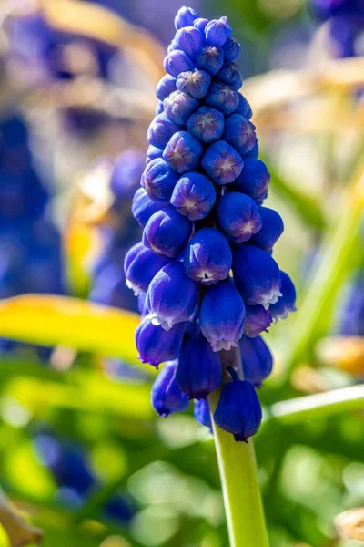 Enfoque Selectivo Vertical Una Exótica Flor Jacinto Uva Púrpura Capturada —  Fotos de Stock