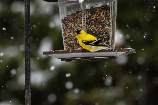 Eine Selektive Fokusaufnahme Eines Kanarienvogels Der Einem Verschneiten Tag Neben — Stockfoto