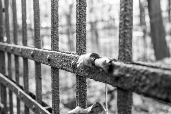 在森林里被铁锈完全覆盖的旧金属栅栏的灰白色的照片 — 图库照片