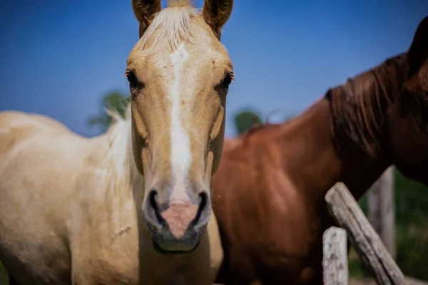 Piękny Złoty Koń Brązowy Koń Zachowanym Obszarze Pod Błękitnym Niebem — Zdjęcie stockowe