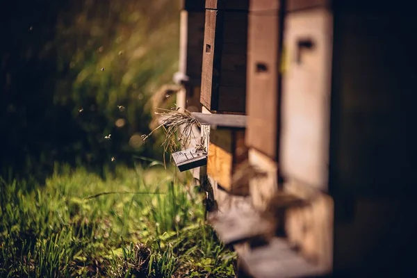 Foyer Sélectif Abeilles Volant Côté Boîtes Ruches Bois Sur Champ — Photo