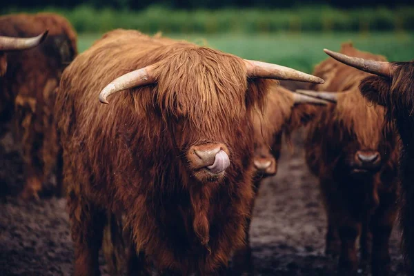 Gros Plan Taureau Brun Marchant Avec Troupeau — Photo