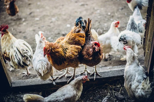 Ahırın Kapısında Bir Grup Tavuk Var — Stok fotoğraf