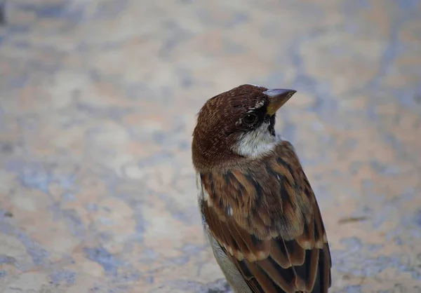 Een Hoge Hoek Closeup Shot Van Een Mus Staand Grond — Stockfoto