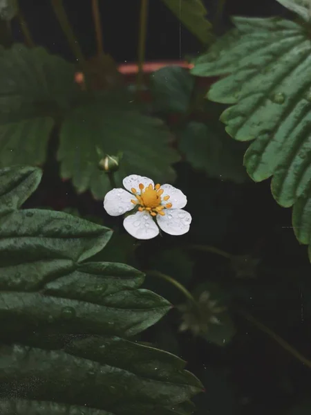 Vertikal Bild Liten Vit Blomma Omgiven Vackra Blad Regnet — Stockfoto