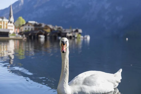 Labuť Odráží Jezeře — Stock fotografie