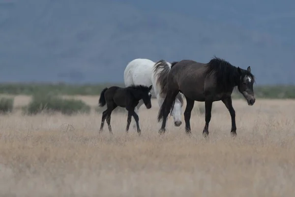 Beautiful View Group Horses Field — Stock Photo, Image