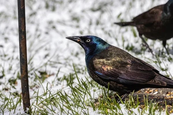 Enfoque Selectivo Disparó Dos Cuervos Campo Cubierto Hierba Día Nevado — Foto de Stock