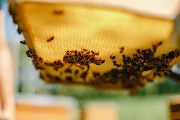 Foco Suave Una Colonia Abejas Una Colmena —  Fotos de Stock