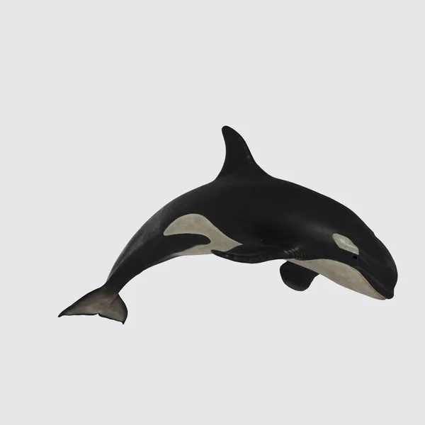Μια Απεικόνιση Μιας Τρισδιάστατης Απεικόνισης Μιας Φάλαινας Δολοφόνου Λευκό Φόντο — Φωτογραφία Αρχείου