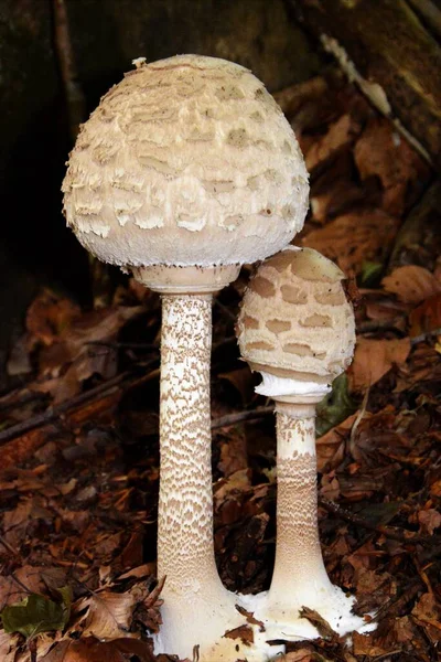 Gros Plan Morille Champignon Qui Pousse Dans Les Herbes — Photo