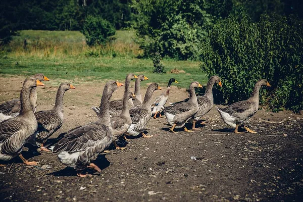 Group Geese Walking Farm — Stock Photo, Image