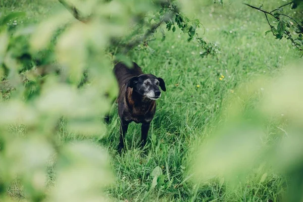 Disparo Alto Ángulo Perro Negro Lindo Hierba Verde — Foto de Stock