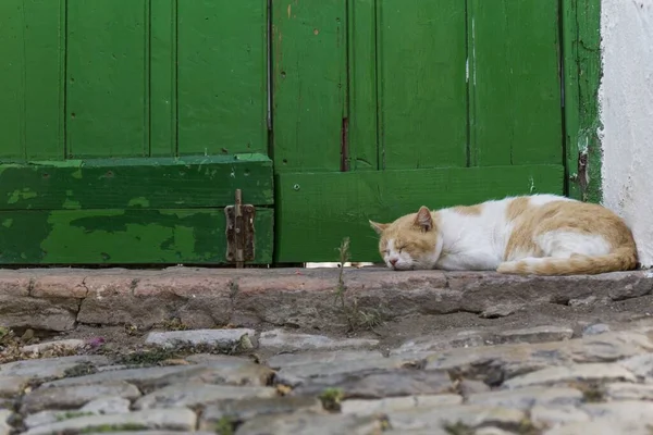 Gato Blanco Rubio Duerme Tranquilamente Escalón Calle Con Una Puerta — Foto de Stock