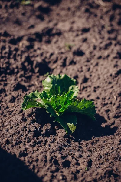 Primer Plano Vertical Las Hojas Una Planta Verde Suelo —  Fotos de Stock